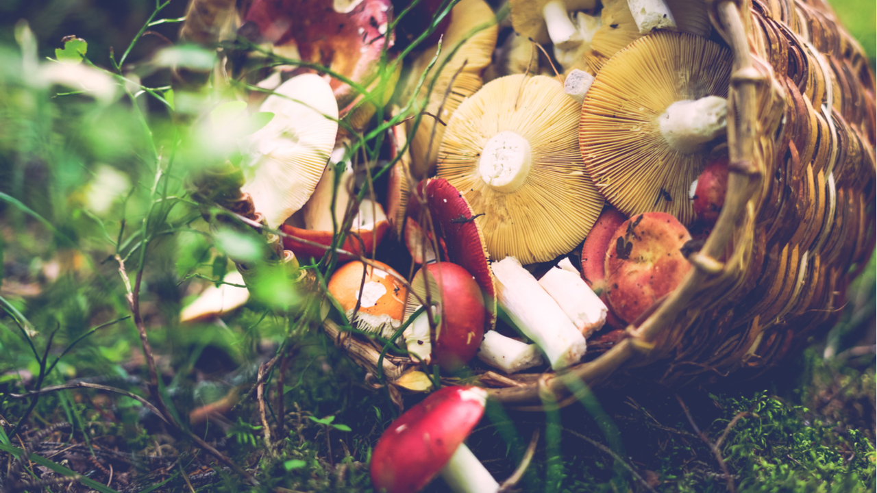 basket of mushrooms in the forest